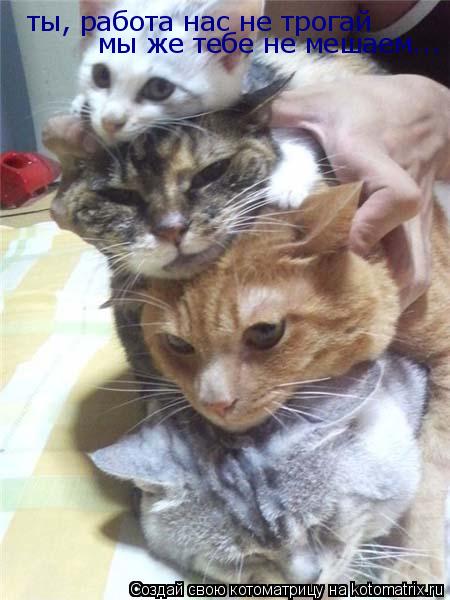 Котоматрица: ты, работа нас не трогай мы же тебе не мешаем...