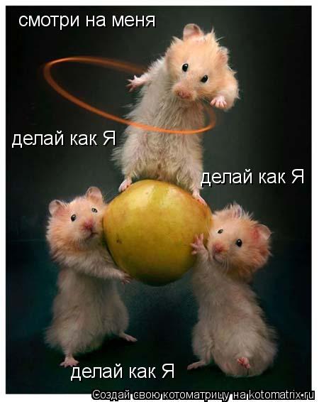 Котоматрица: смотри на меня делай как Я делай как Я делай как Я