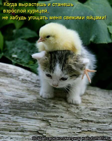 Котоматрица: Когда вырастешь и станешь  взрослой курицей, не забудь угощать меня свежими яйцами!