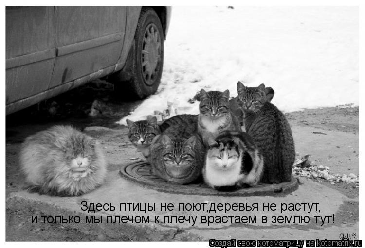 Котоматрица: Здесь птицы не поют,деревья не растут, и только мы плечом к плечу врастаем в землю тут!