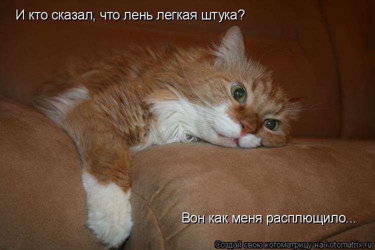Котоматрица: И кто сказал, что лень легкая штука? Вон как меня расплющило...