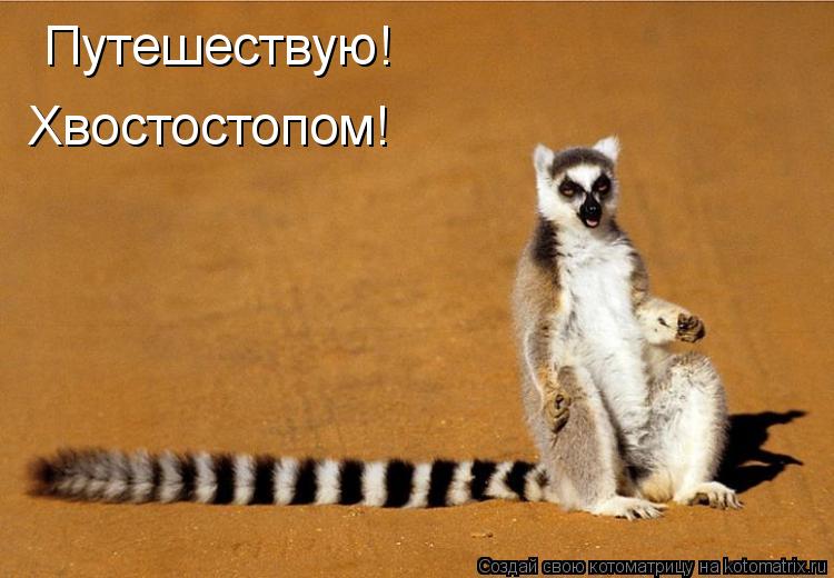 Путешествую! Хвостостопом!... Котоматрица: Путешествую! Хвостостопом!