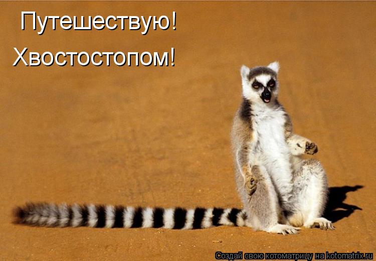 Котоматрица: Путешествую! Хвостостопом!