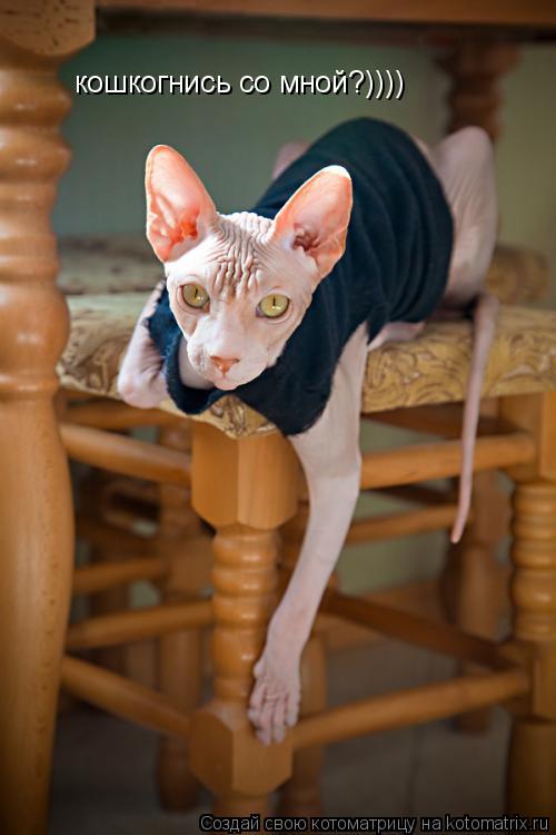 Котоматрица: кошкогнись со мной?))))