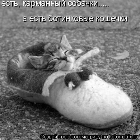 Котоматрица: есть, карманный собачки..... а есть ботинковые кошечки