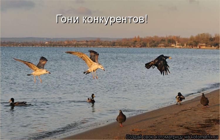Котоматрица: Гони конкурентов!