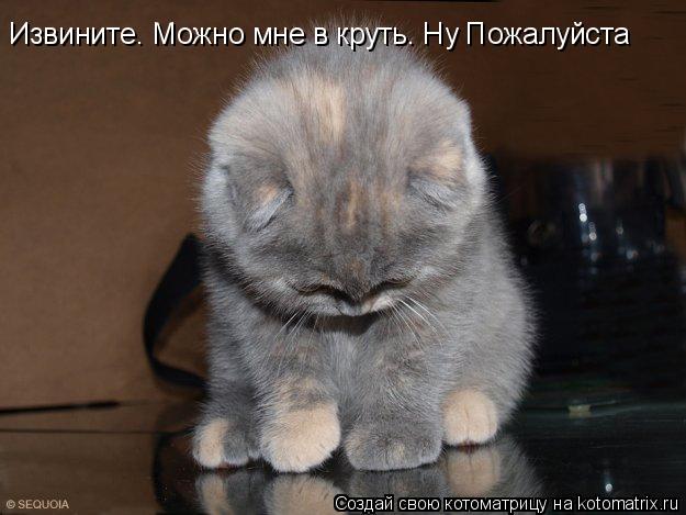 Котоматрица: Извините. Можно мне в круть. Ну Пожалуйста