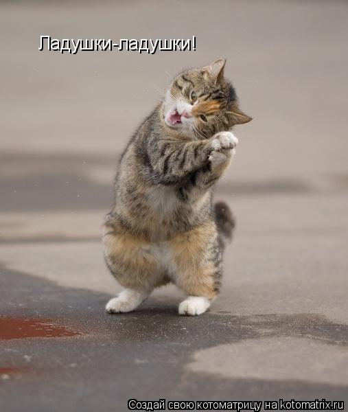 Котоматрица: Ладушки-ладушки!