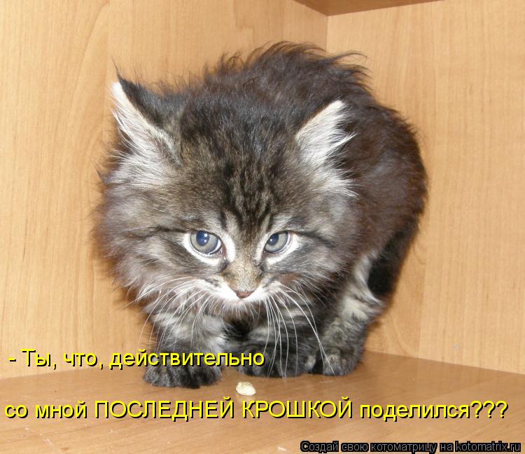 - Ты, что, действительно со мной ПОСЛЕДНЕЙ КРОШКОЙ поделился???... Котоматрица: - Ты, что, действительно со мной ПОСЛЕДНЕЙ КРОШКОЙ поделился???