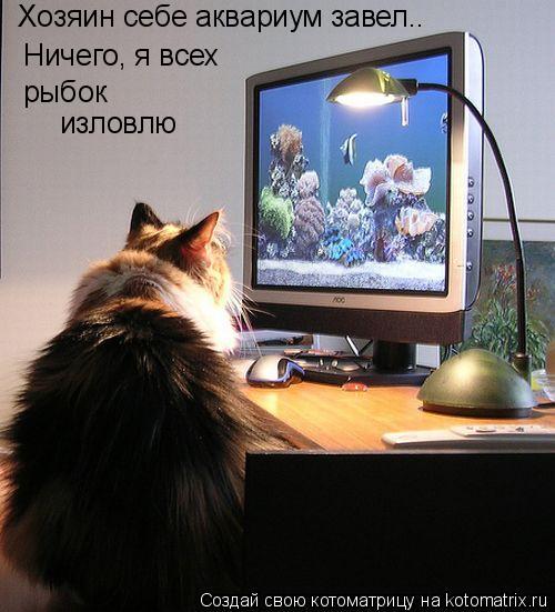 Котоматрица: Хозяин себе аквариум завел.. Ничего, я всех рыбок изловлю