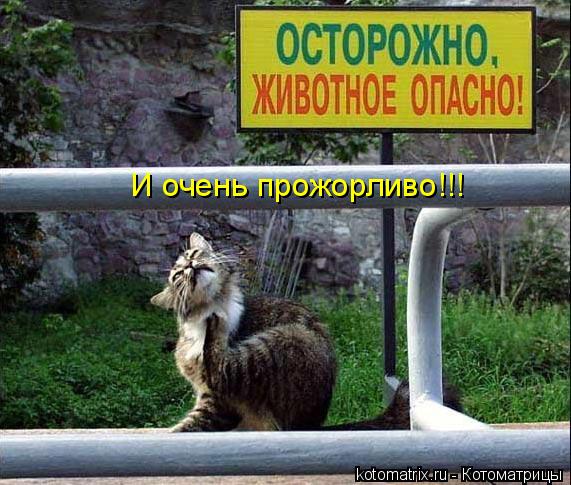 И очень прожорливо!!!... Котоматрица: И очень прожорливо!!!