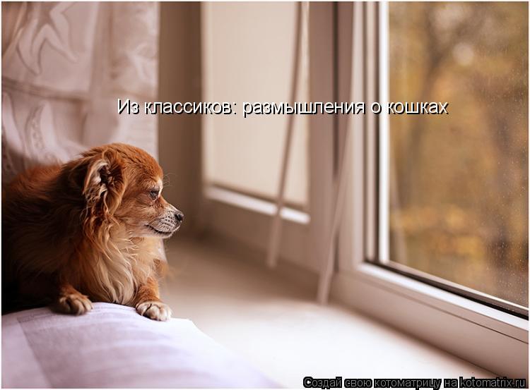 Из классиков: размышления о кошках... Котоматрица: Из классиков: размышления о кошках