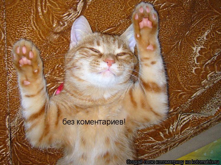 Котоматрица: без коментариев!