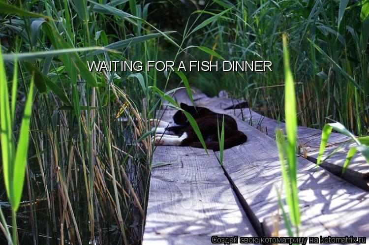Котоматрица: WAITING FOR A FISH DINNER