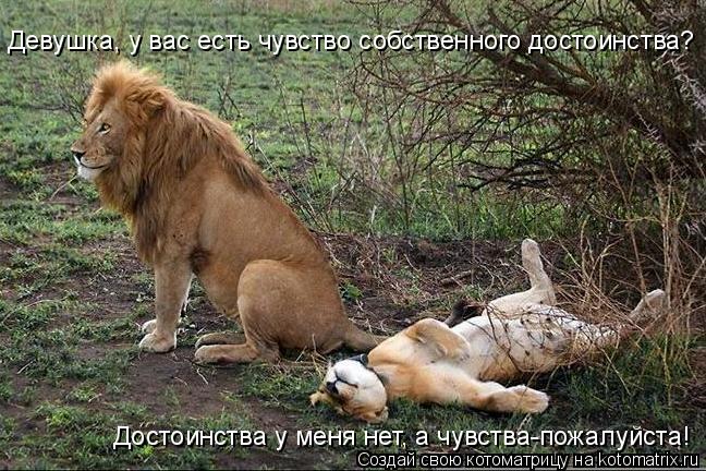 Котоматрица: Девушка, у вас есть чувство собственного достоинства? Достоинства у меня нет, а чувства-пожалуйста!