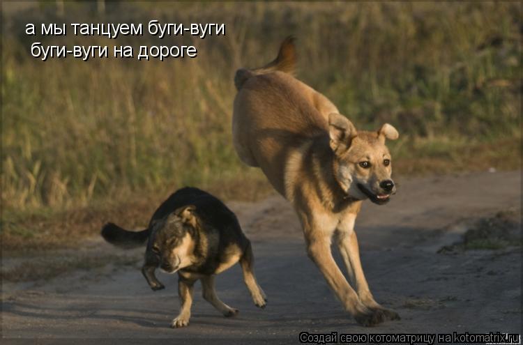 Котоматрица: а мы танцуем буги-вуги  буги-вуги на дороге