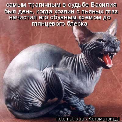 был день, когда хозяин с пьяных глаз самым трагичным в судьбе Василия начистил его обувным кремом до... Котоматрица: был день, когда хозяин с пьяных глаз самым трагичным в судьбе Василия начистил его обувным кремом до глянцевого блеска