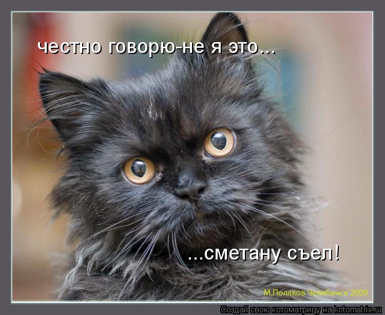 честно говорю-не я это... ...сметану съел!... Котоматрица: честно говорю-не я это... ...сметану съел!