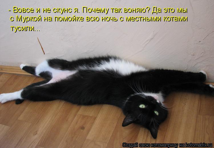 - Вовсе и не скунс я. Почему так воняю? Да это мы с Муркой на помойке всю ночь с местными котами тус... Котоматрица: - Вовсе и не скунс я. Почему так воняю? Да это мы с Муркой на помойке всю ночь с местными котами тусили...