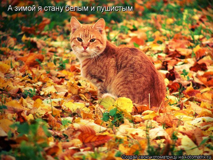 А зимой я стану белым и пушистым... Котоматрица: А зимой я стану белым и пушистым