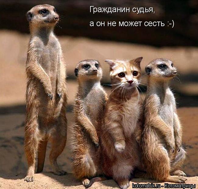 Гражданин судья, а он не может сесть :-)... Котоматрица: Гражданин судья, а он не может сесть :-)