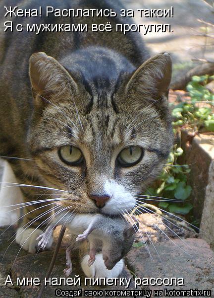 Котоматрица: Жена! Расплатись за такси!  Я с мужиками всё прогулял. А мне налей пипетку рассола