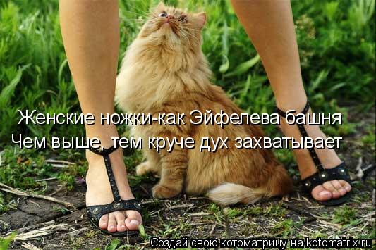 Котоматрица: Женские ножки-как Эйфелева башня Чем выше, тем круче дух захватывает