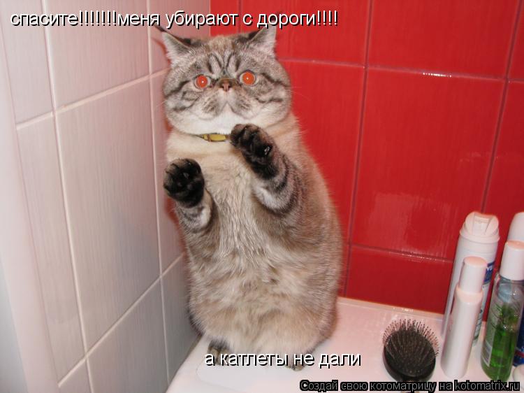 спасите!!!!!!!меня убирают с дороги!!!! а катлеты не дали... Котоматрица: спасите!!!!!!!меня убирают с дороги!!!! а катлеты не дали