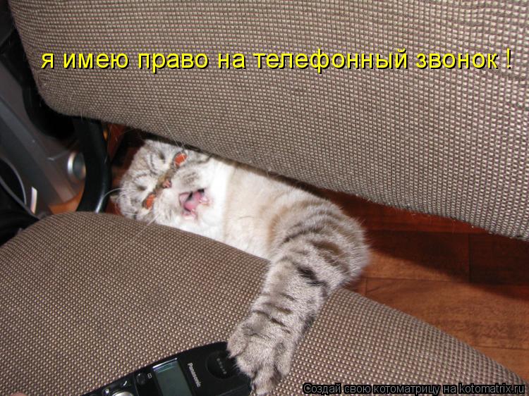 Котоматрица: я имею право на телефонный звонок !