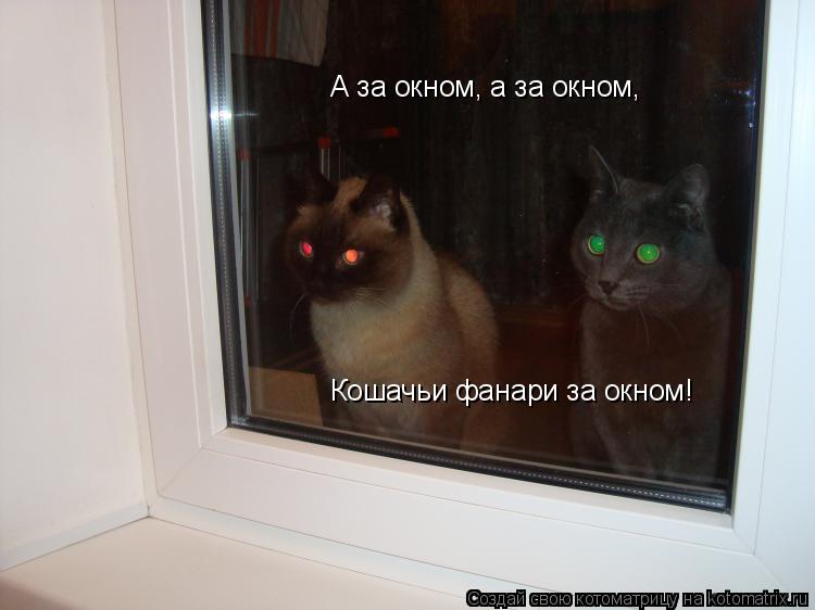 Котоматрица: А за окном, а за окном, Кошачьи фанари за окном!