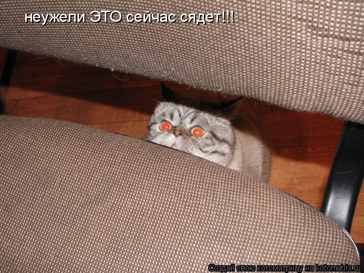 неужели ЭТО сейчас сядет!!!... Котоматрица: неужели ЭТО сейчас сядет!!!