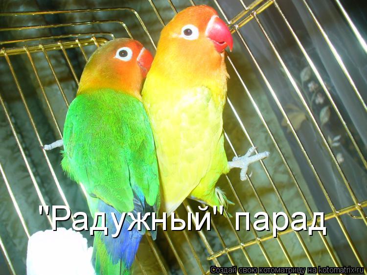 "Радужный" парад... Котоматрица: "Радужный" парад