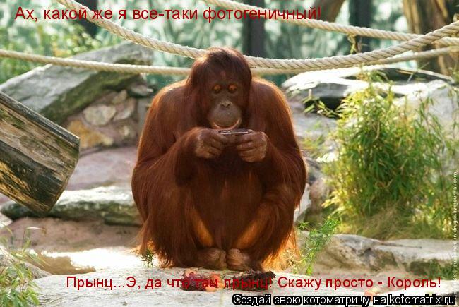 Ах, какой же я все-таки фотогеничный! Прынц...Э, да что там прынц! Скажу просто - Король!... Котоматрица: Ах, какой же я все-таки фотогеничный! Прынц...Э, да что там прынц! Скажу просто - Король!