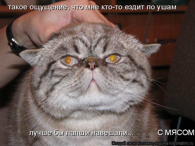 такое ощущение, что мне кто-то ездит по ушам лучше бы лапши навешали... С МЯСОМ... Котоматрица: такое ощущение, что мне кто-то ездит по ушам лучше бы лапши навешали... С МЯСОМ