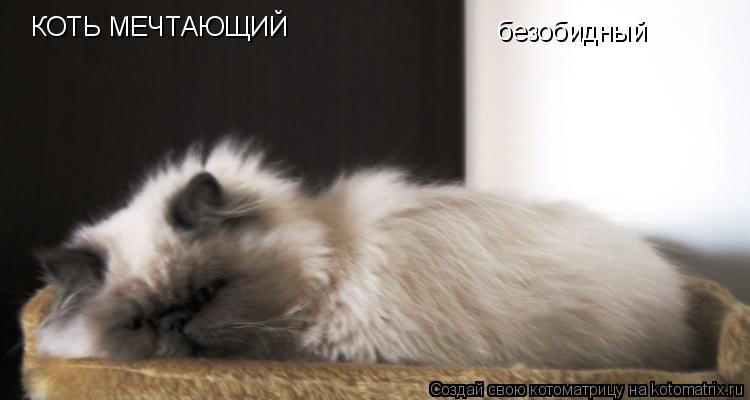 Котоматрица: КОТЬ МЕЧТАЮЩИЙ безобидный