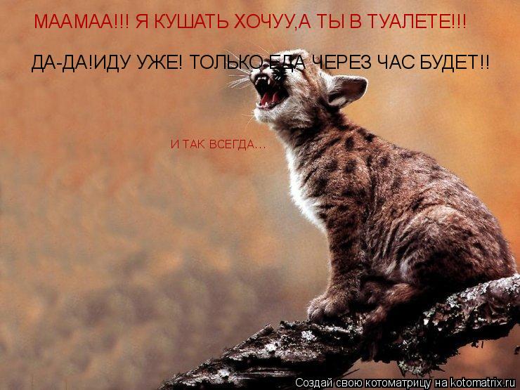 Котоматрица: МААМАА!!! Я КУШАТЬ ХОЧУУ,А ТЫ В ТУАЛЕТЕ!!! ДА-ДА!ИДУ УЖЕ! ТОЛЬКО ЕДА ЧЕРЕЗ ЧАС БУДЕТ!! И ТАК ВСЕГДА...