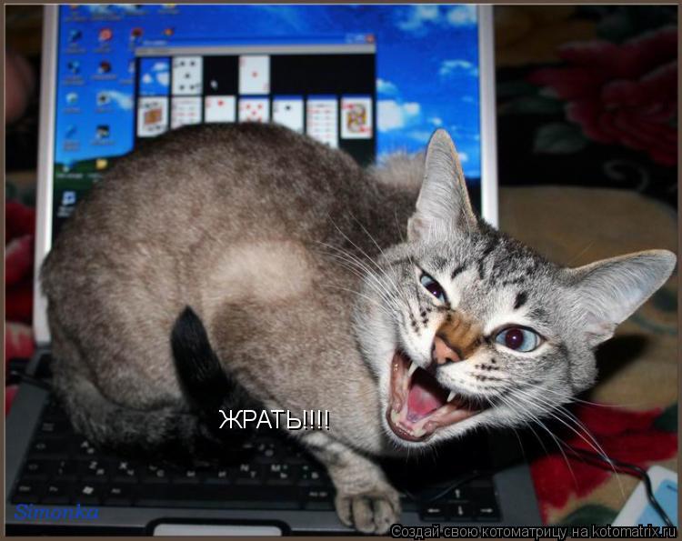Котоматрица: ЖРАТЬ!!!!