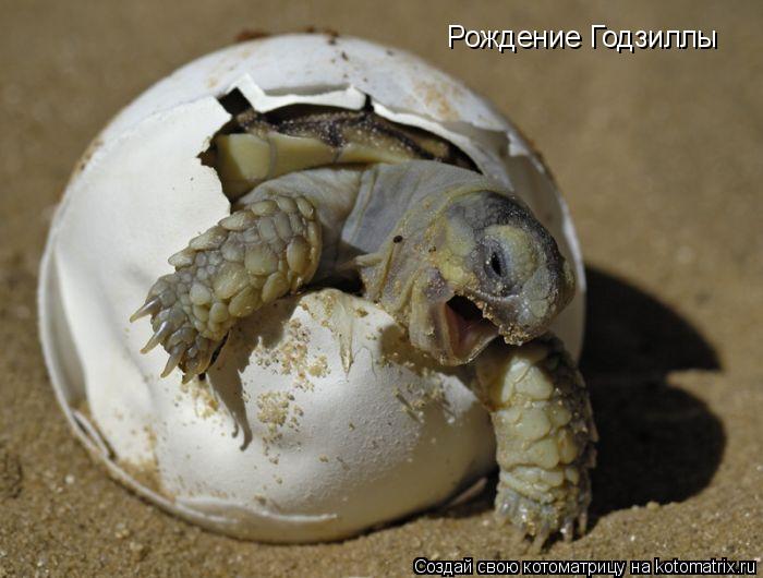 Котоматрица: Рождение Годзиллы