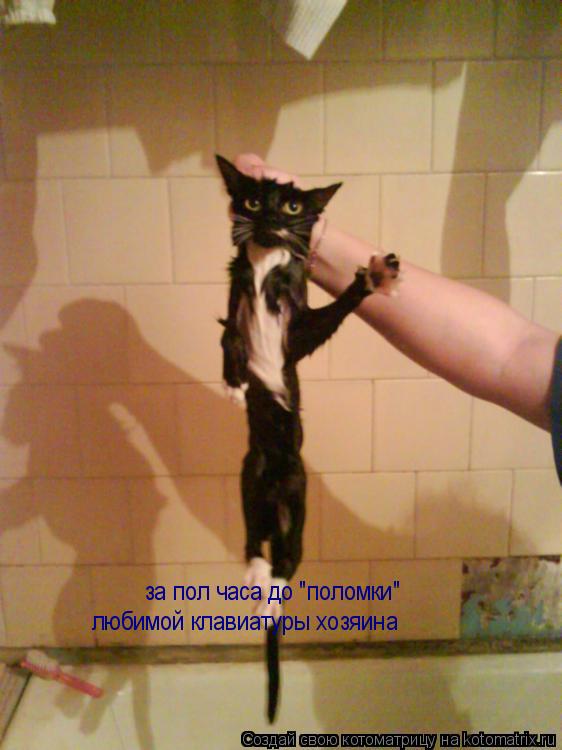 Котоматрица: за пол часа до "поломки"  любимой клавиатуры хозяина
