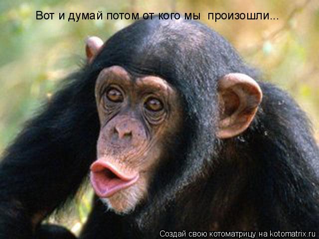 Котоматрица: Вот и думай потом от кого мы  произошли...