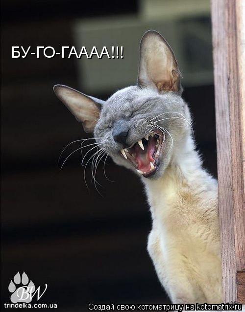 Котоматрица: БУ-ГО-ГАААА!!!