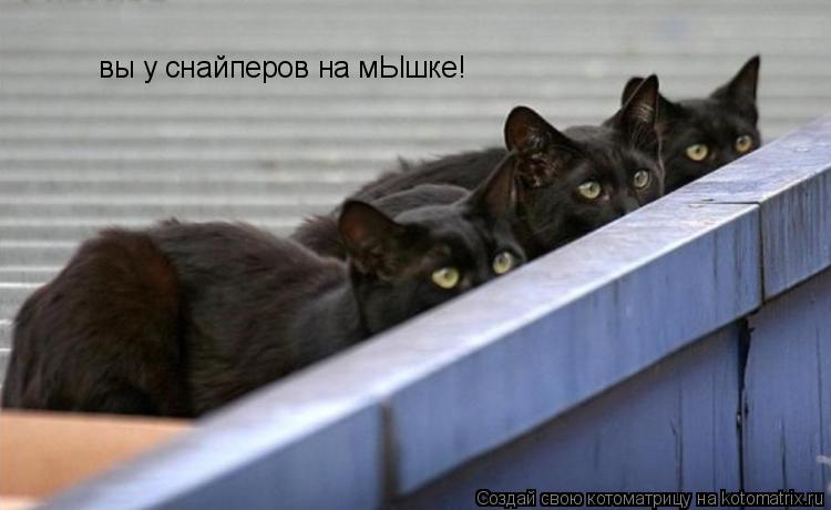 Котоматрица: вы у снайперов на мЫшке!