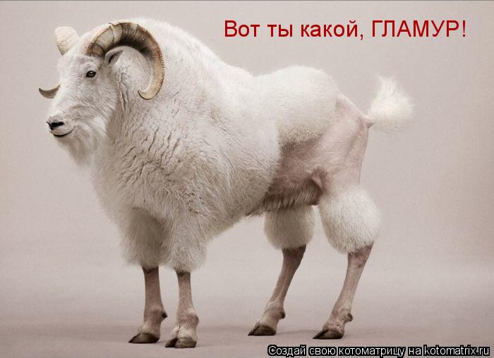 Котоматрица: Вот ты какой, ГЛАМУР!
