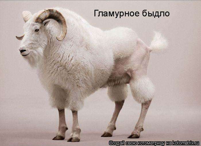 Котоматрица: Гламурное быдло