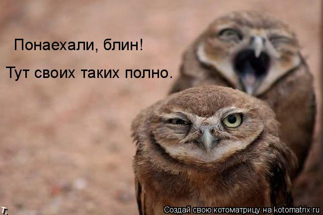 Котоматрица: Понаехали, блин! Тут своих таких полно.