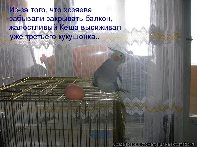 Из-за того, что хозяева забывали закрывать балкон, жалостливый Кеша высиживал уже третьего кукушонк... Котоматрица: Из-за того, что хозяева забывали закрывать балкон, жалостливый Кеша высиживал уже третьего кукушонка...