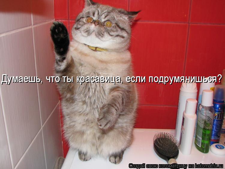 Котоматрица: Думаешь, что ты красавица, если подрумянишься?