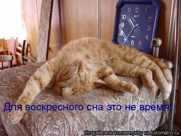 Котоматрица: Для воскресного сна это не время!