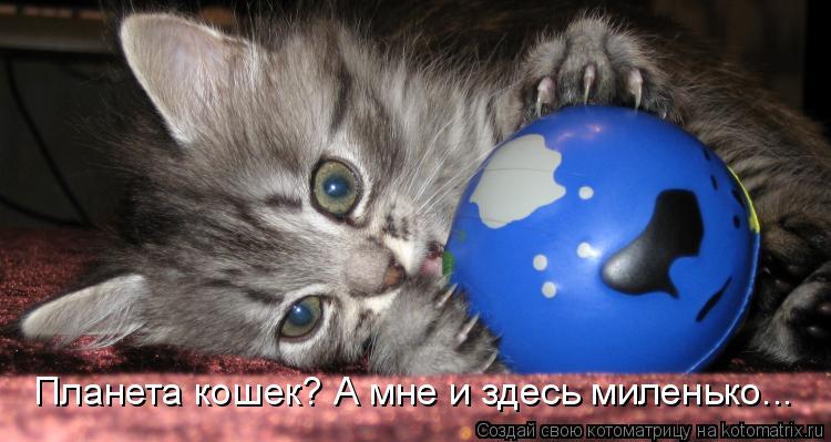Котоматрица: Планета кошек? А мне и здесь миленько...