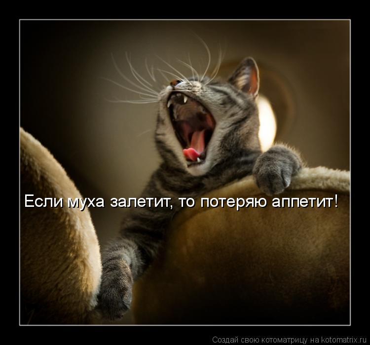Котоматрица: Если муха залетит, то потеряю аппетит!